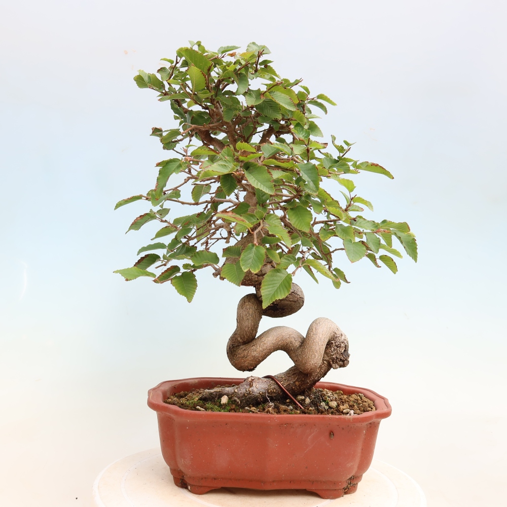 Venkovní bonsai -Carpinus CARPINOIDES - Habr korejský