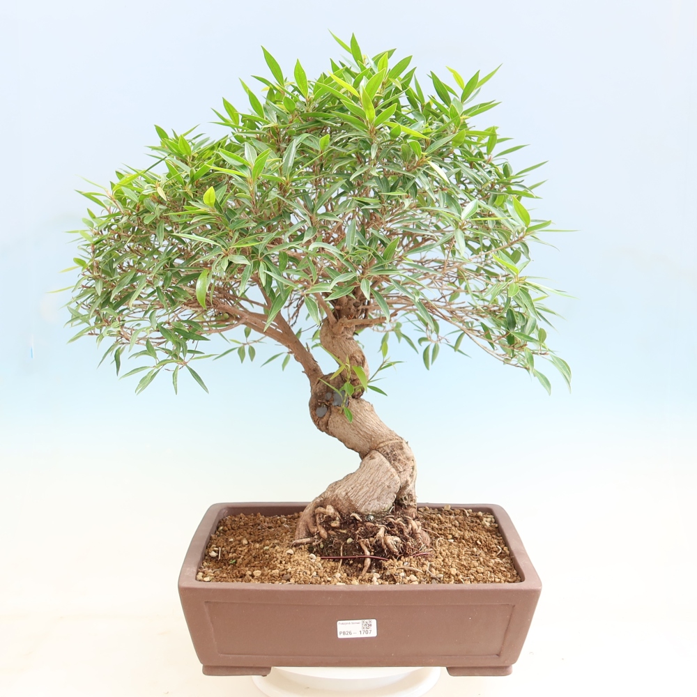 Pokojová bonsai - Ficus nerifolia -  malolistý fíkus