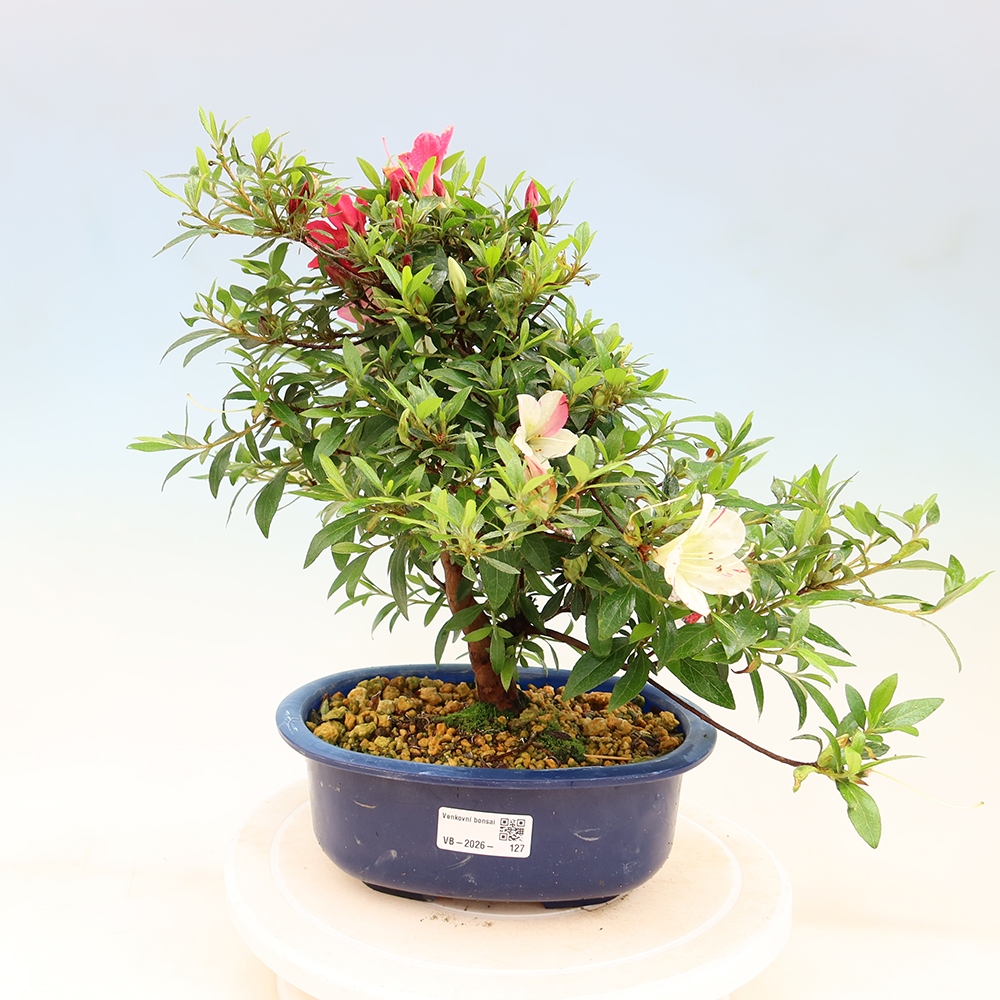 Venkovní bonsai - Japonská azalka - Azalea Suigootome