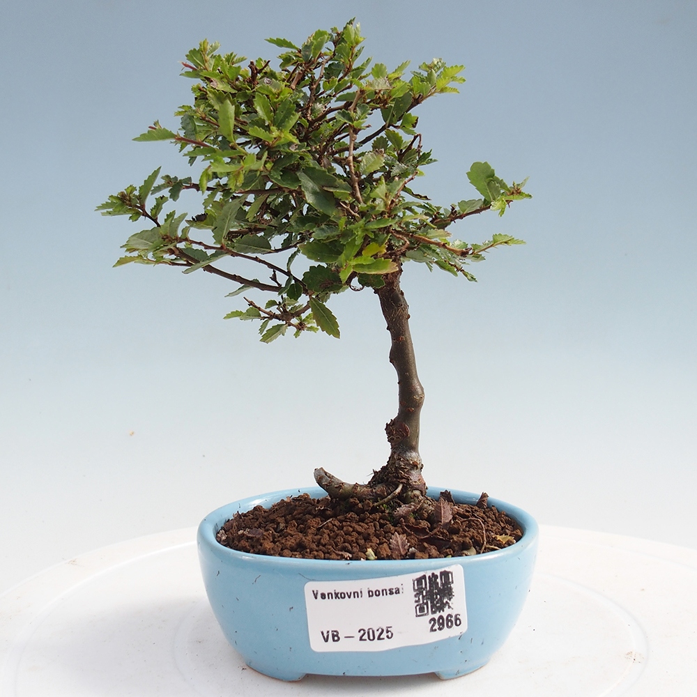 Venkovní bonsai - Ulmus parvifolia Sagei - Malolistý jilm