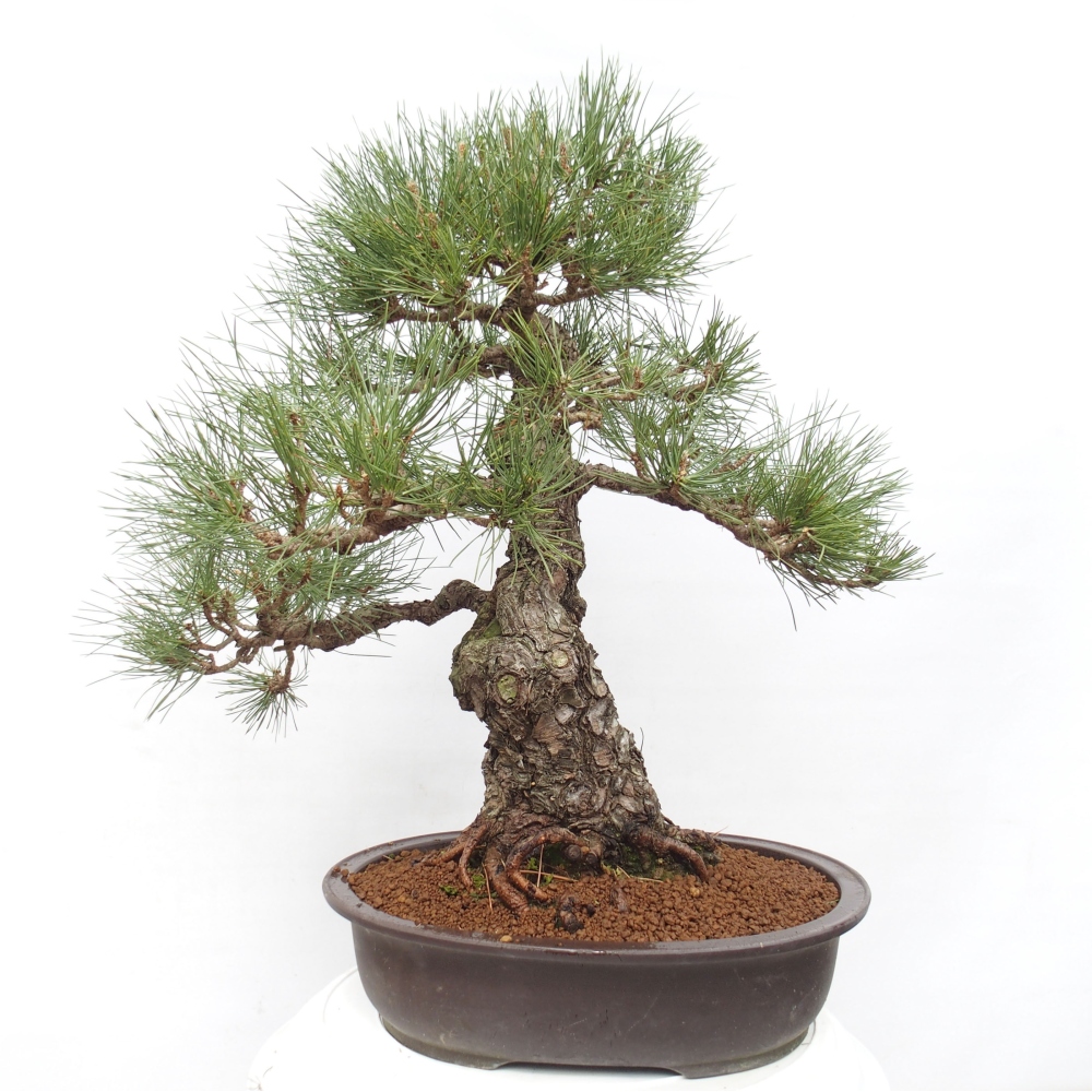 Venkovní bonsai - Pinus thunbergii - Borovice thunbergova
