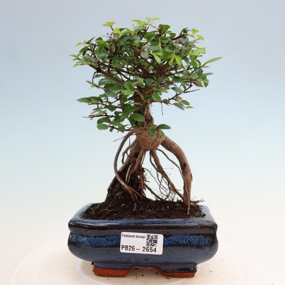 Pokojová bonsai - Ulmus parvifolia - Malolistý jilm