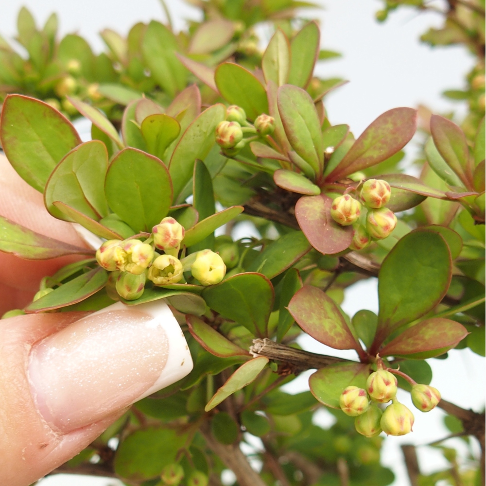 Venkovní bonsai - Berberis coreana - Dřištál korejský