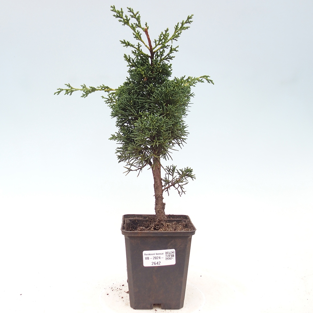Venkovní bonsai - Juniperus chinensis Kishu -Jalovec čínský
