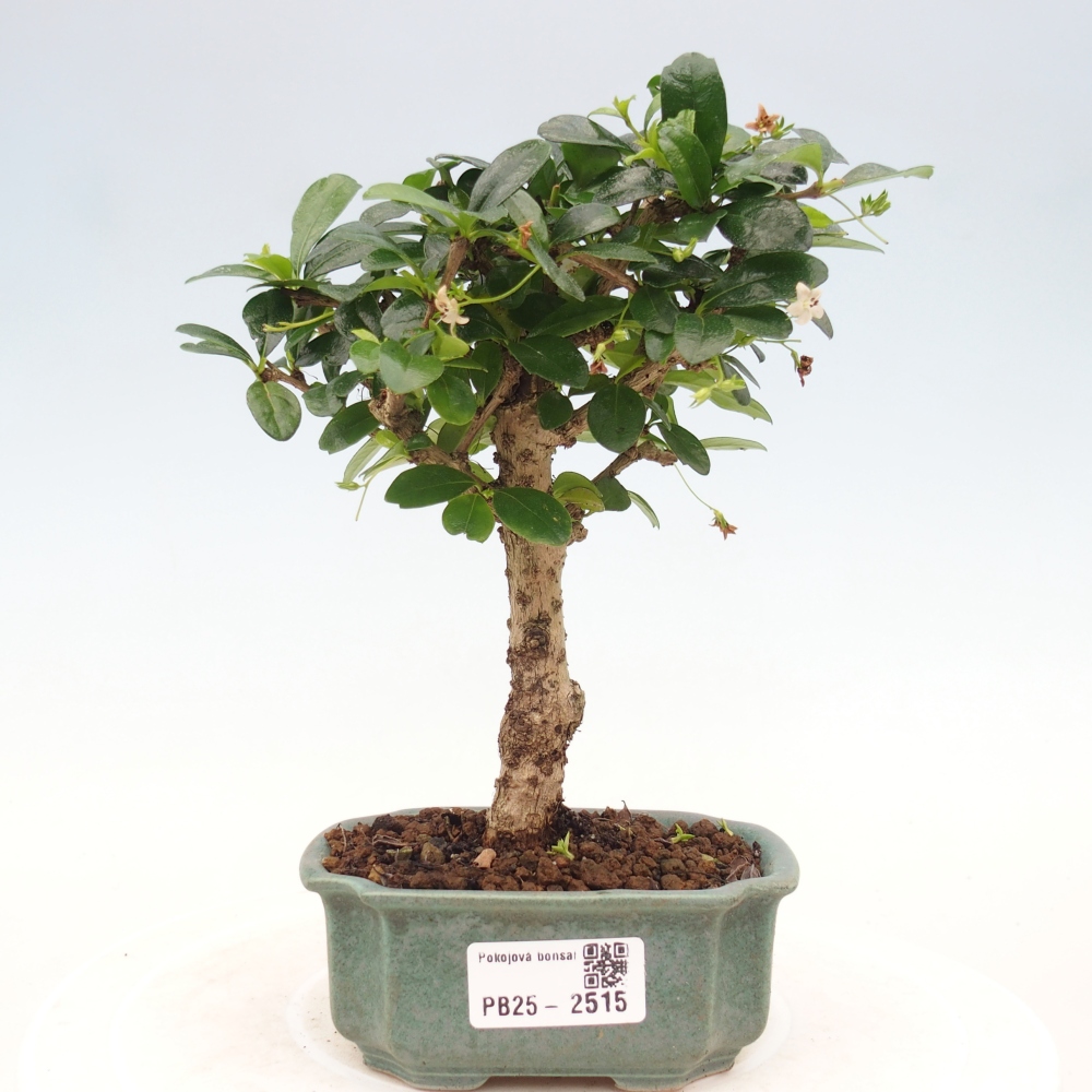 Pokojová bonsai - Carmona macrophylla - Čaj fuki