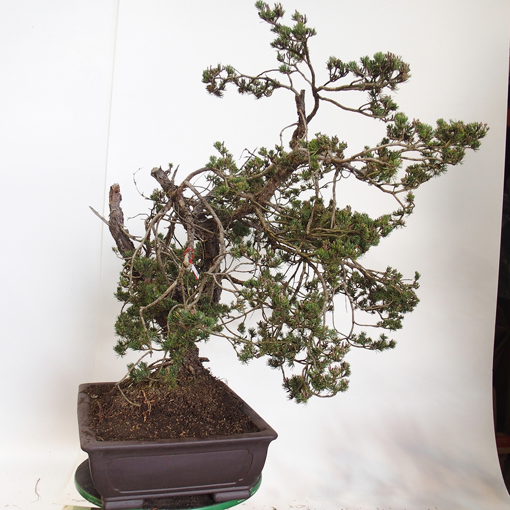 Yamadori - Pinus sylvestris - Borovice lesní - Španělsko