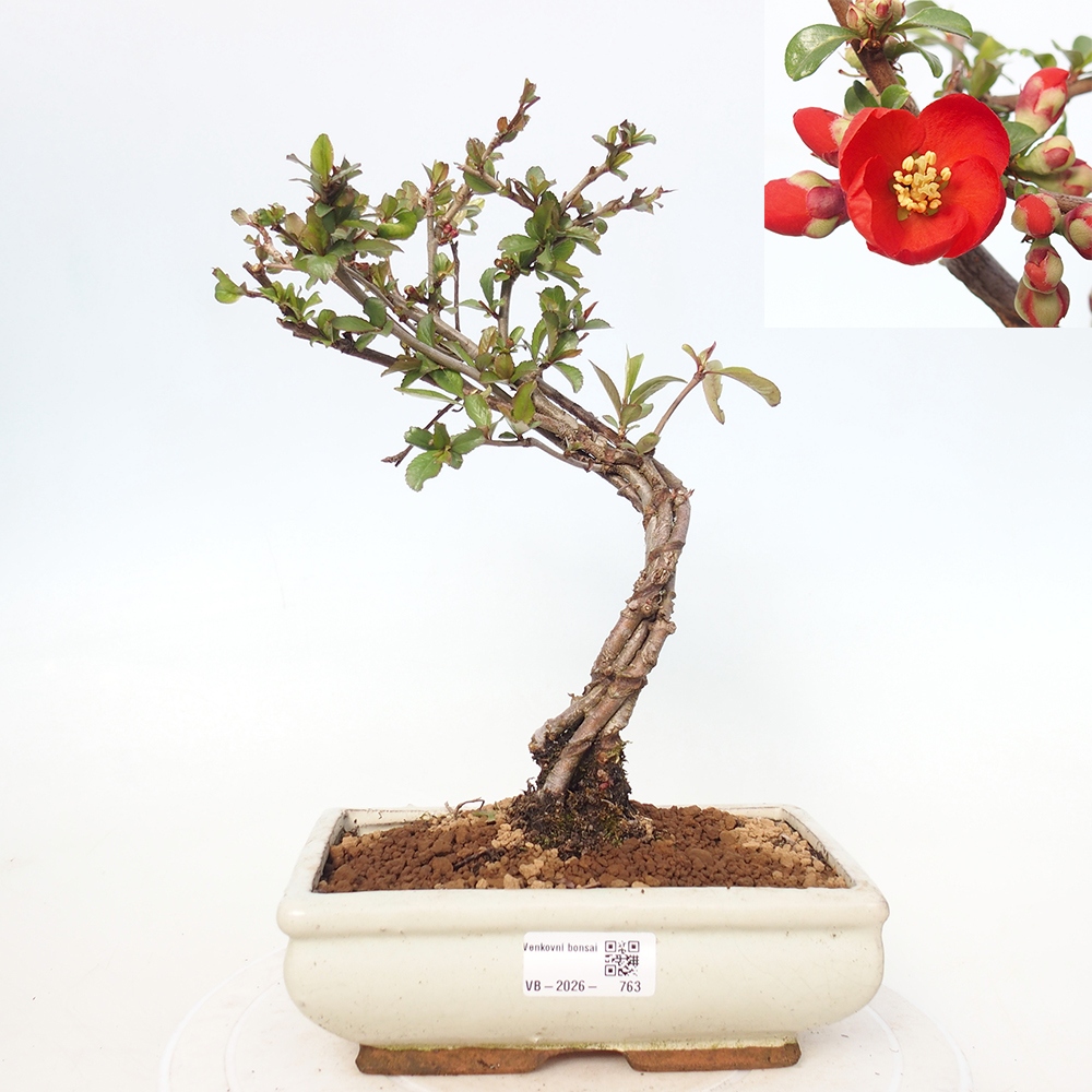Venkovní bonsai - Chaneomeles sup. Nicoline - kdoulovec