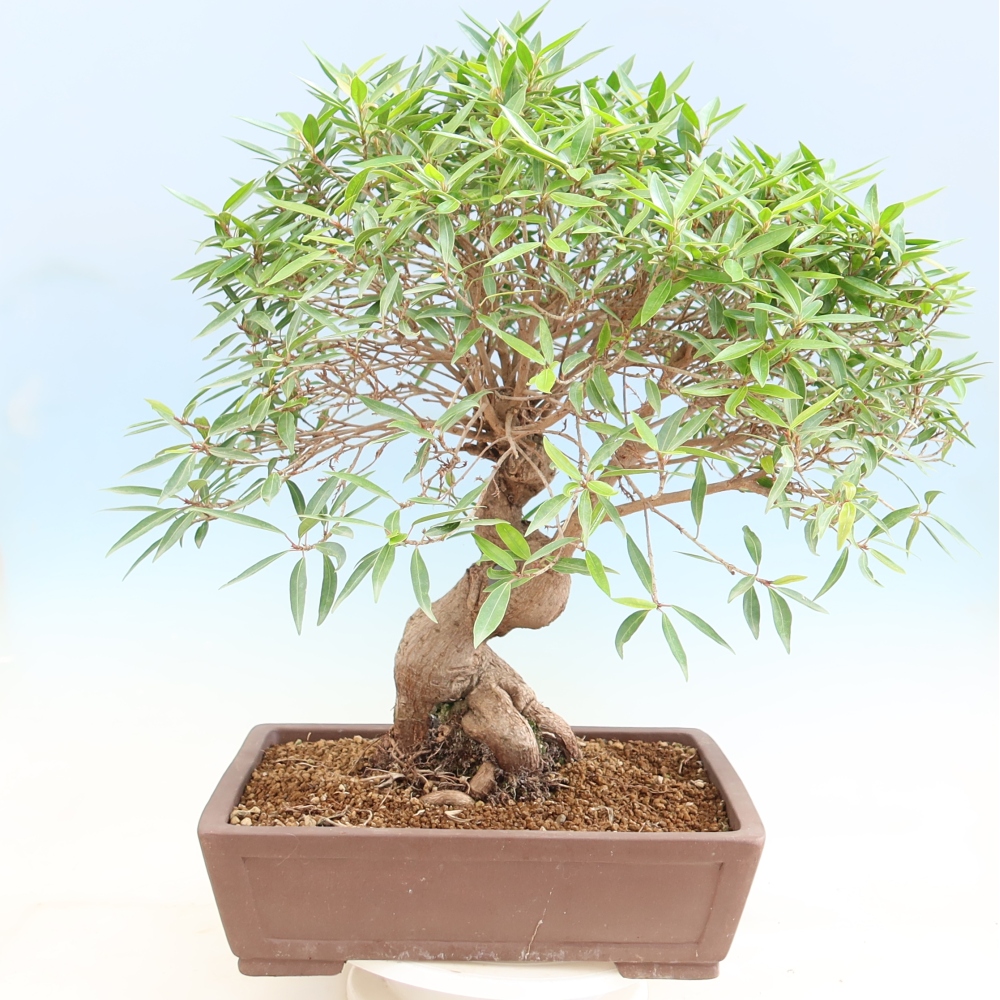 Pokojová bonsai - Ficus nerifolia -  malolistý fíkus