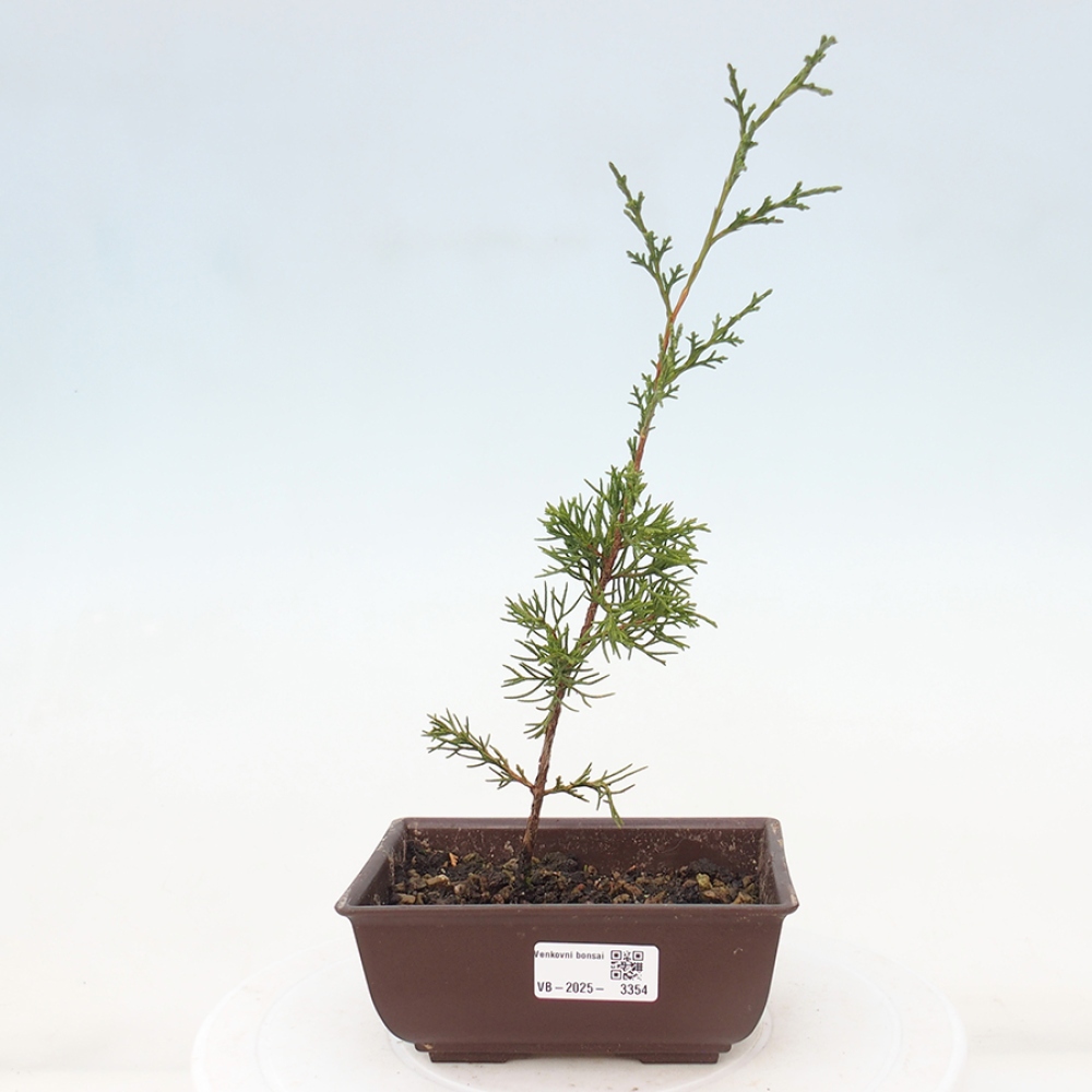 Venkovní bonsai - Juniperus chinensis Itoigawa -Jalovec čínský