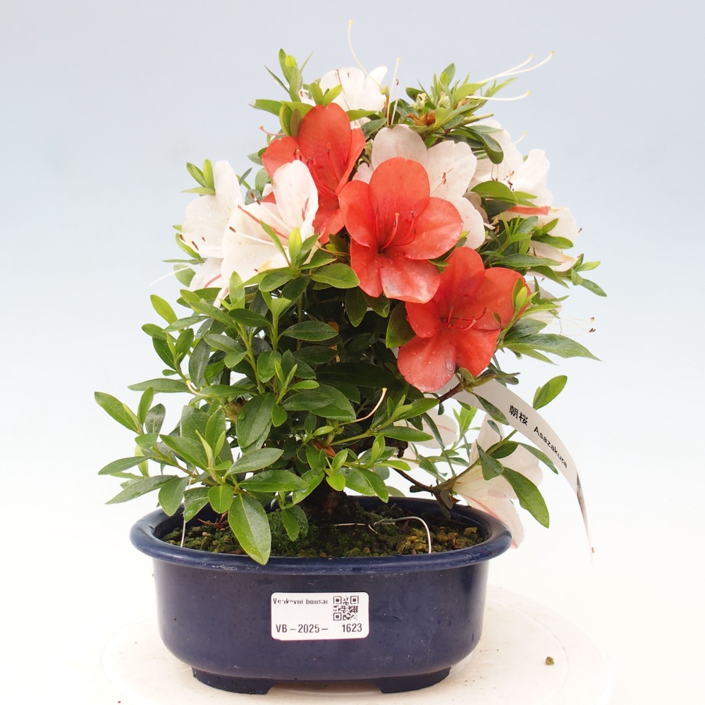 Venkovní bonsai - Japonská azalka - Azalea Asazakura