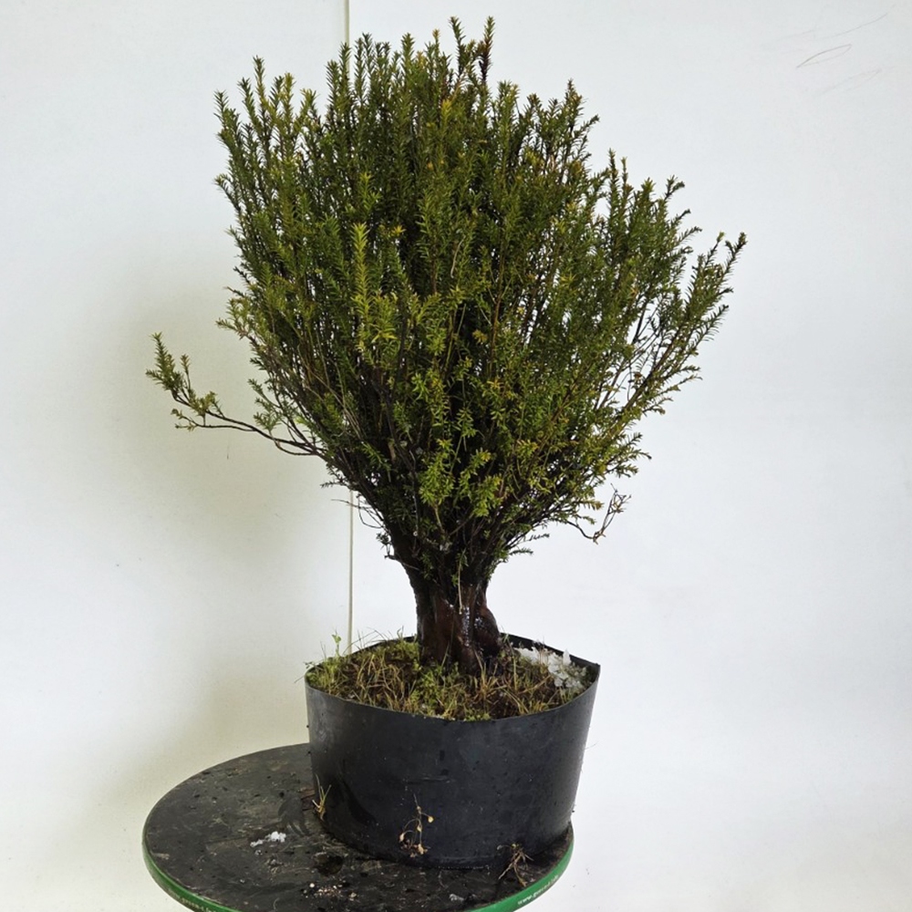 Venkovní bonsai Tis japonský - Taxus cuspidata