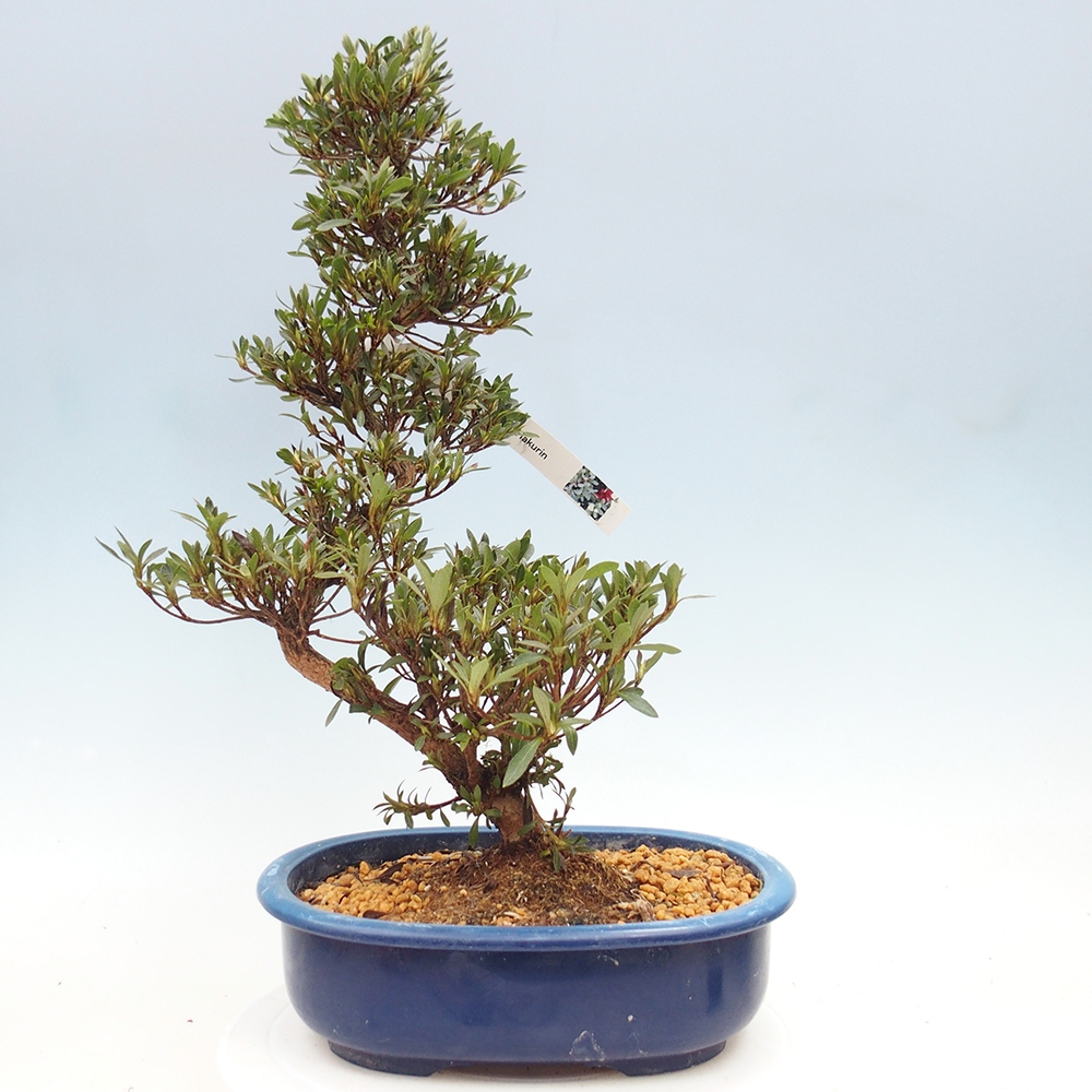 Venkovní bonsai - Japonská azalka - Azalea Hakurin