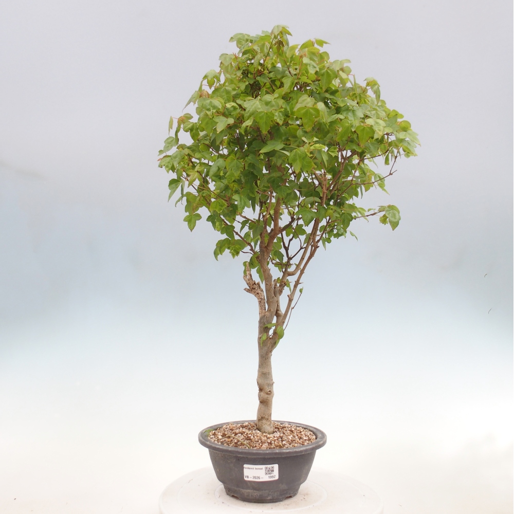 Venkovní bonsai - Acer Buergerianum - Javor Burgerův