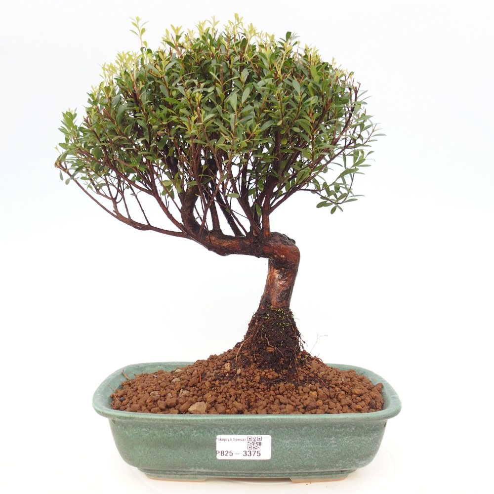 Pokojová bonsai - Syzygium - Pimentovník