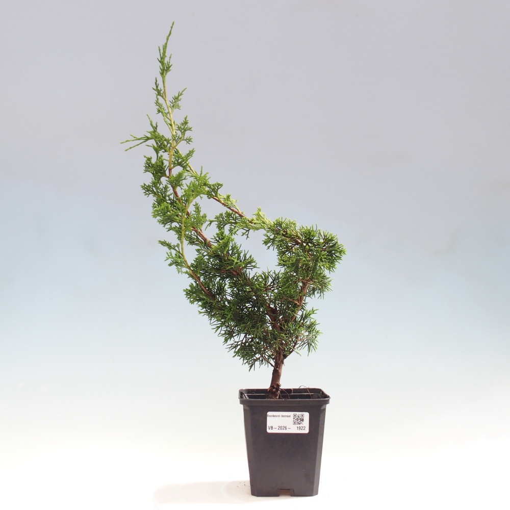 Venkovní bonsai - Juniperus chinensis Itoigawa -Jalovec čínský