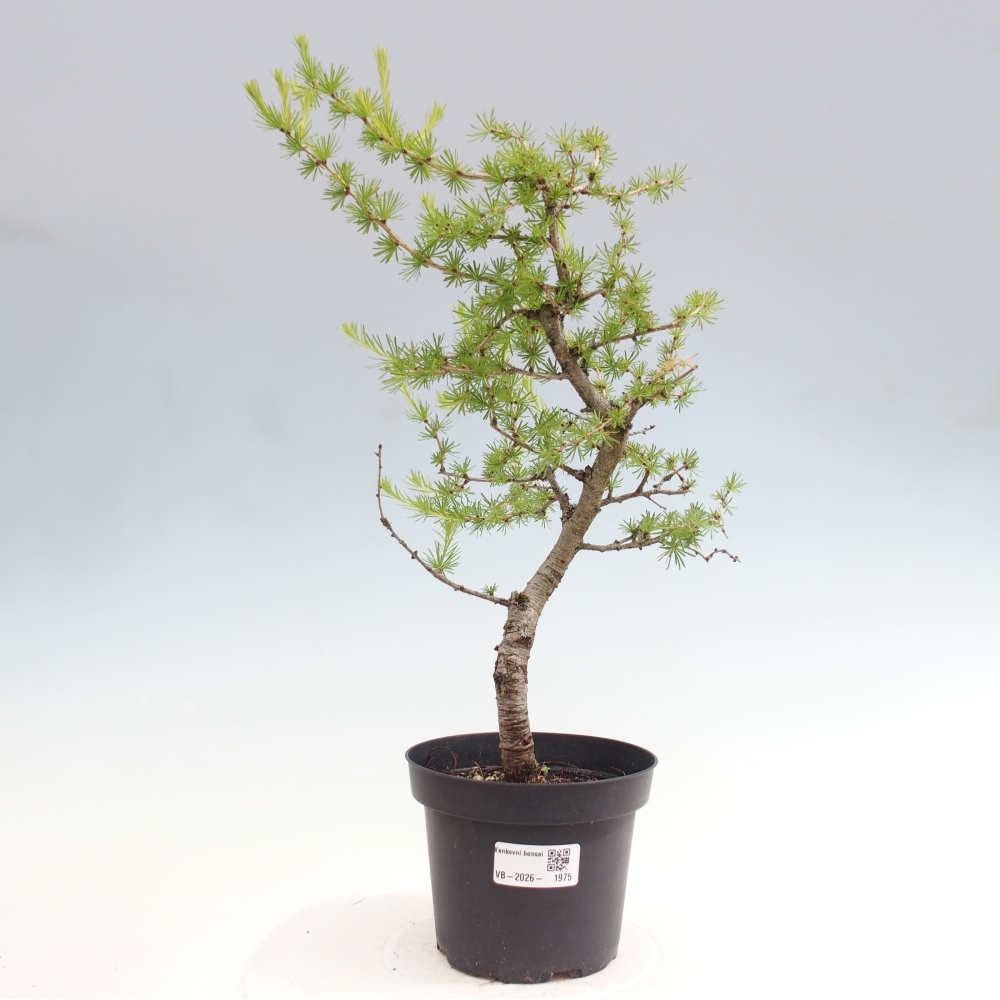 Venkovní bonsai -Larix decidua - Modřín opadavý 