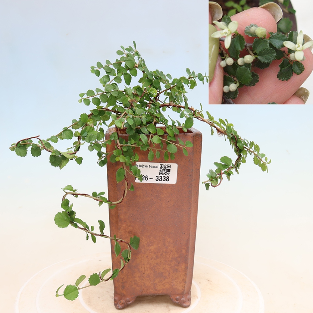 Pokojová bonsai - Grewia sp. - Grewie malolistá