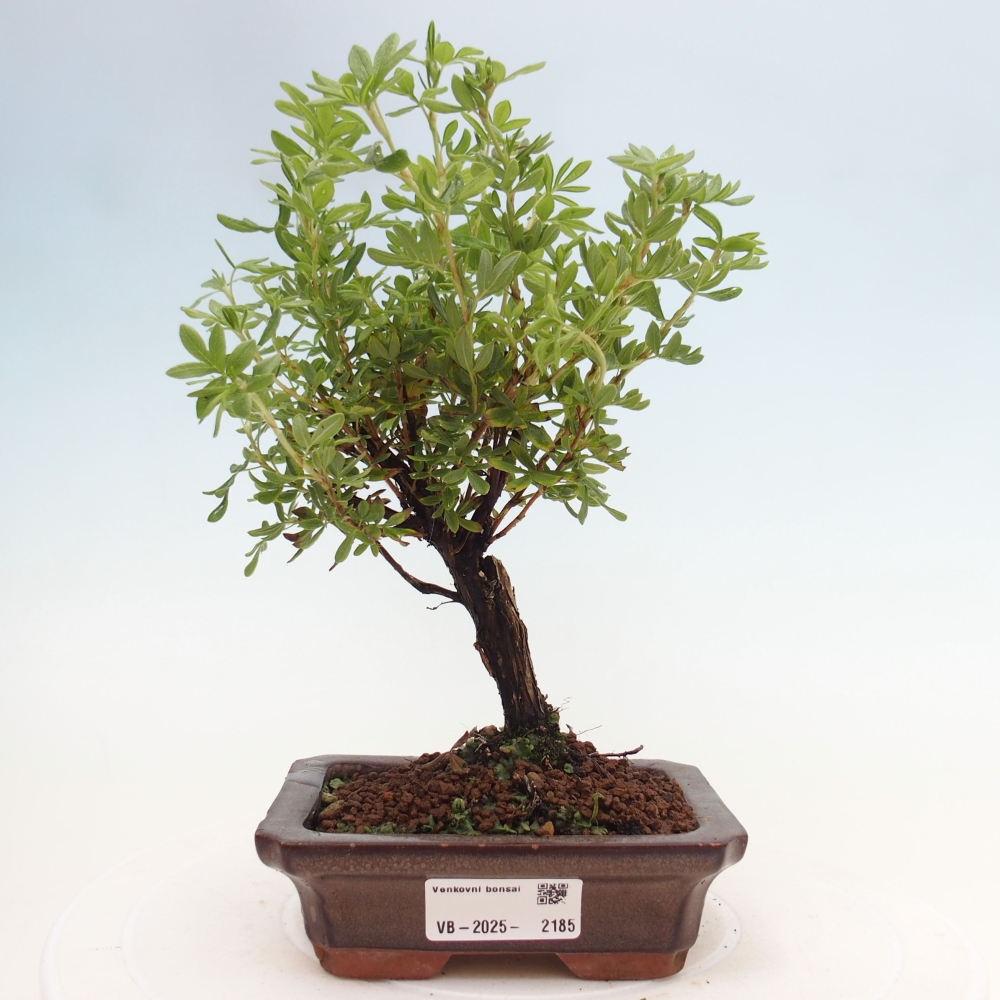Venkovní bonsai-Mochna křovitá - potentila fruticosa yellow Bird