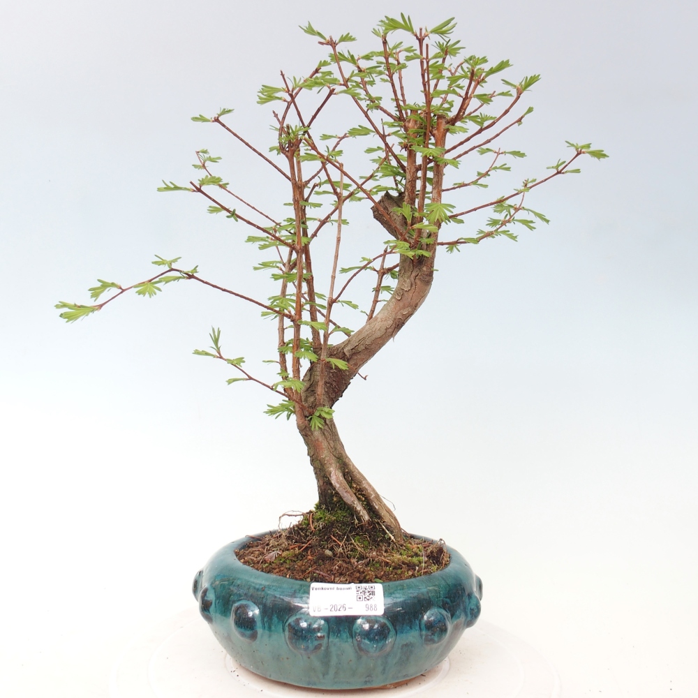 Venkovní bonsai - Metasequoia glyptostroboides - Metasekvoje čínská