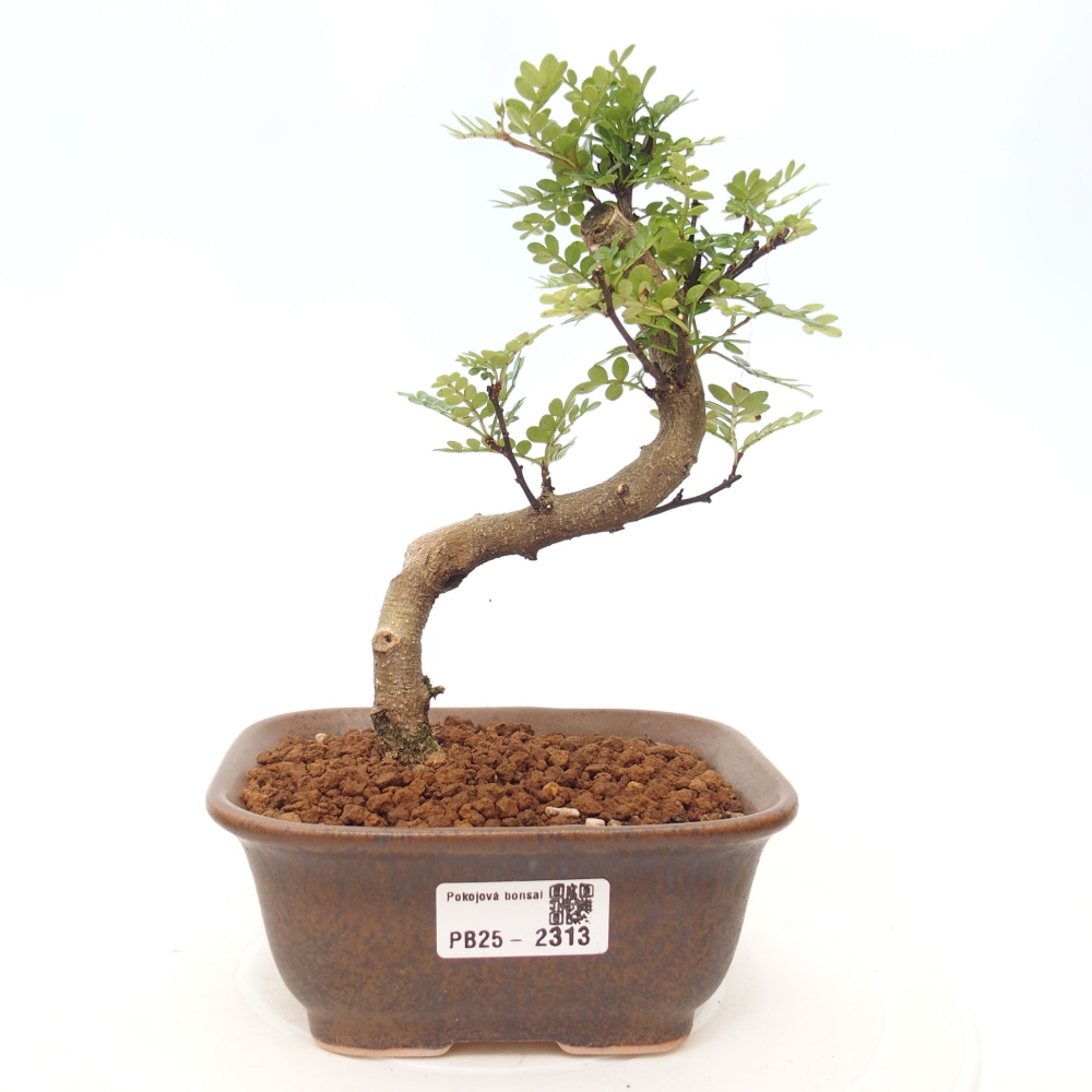 Pokojová bonsai - Zantoxylum piperitum - pepřovník