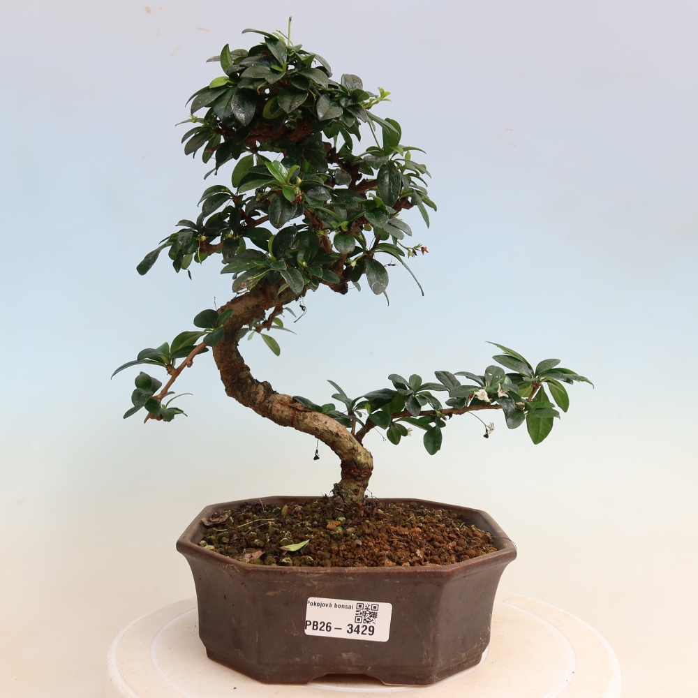 Pokojová bonsai - Carmona macrophylla - Čaj fuki