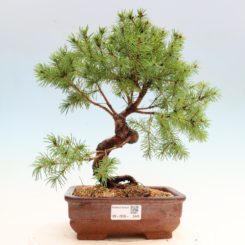 Venkovní bonsai- Smrk sivý - Picea glauca globe