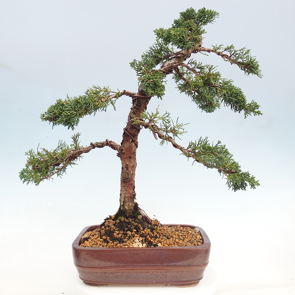 Venkovní bonsai - Juniperus chinensis Kishu -Jalovec čínský