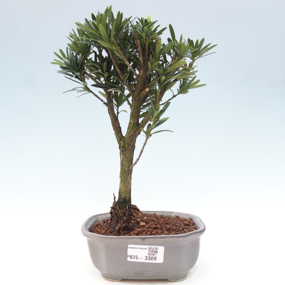 Pokojová bonsai - Podocarpus - Kamenný tis