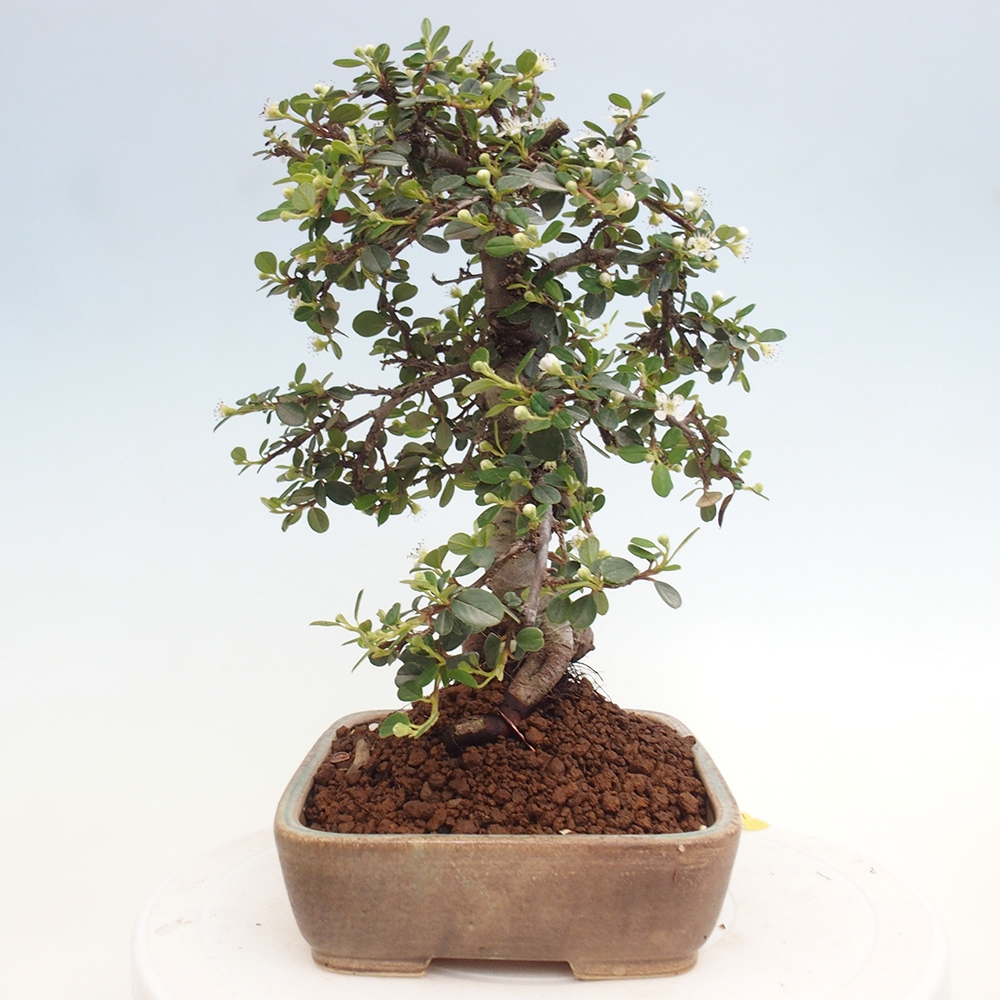 Venkovní bonsai-Cotoneaster dammeri - Skalník Damerův