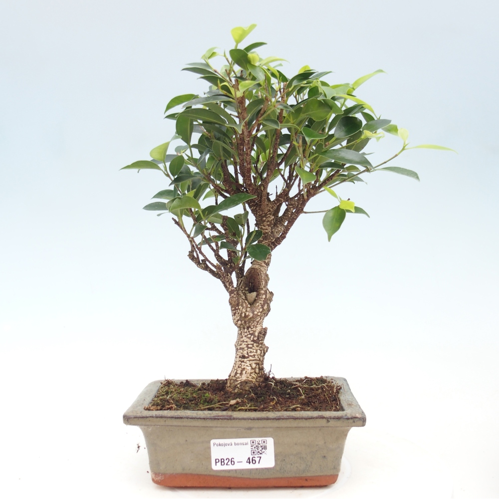 Pokojová bonsai - Ficus retusa -  malolistý fíkus