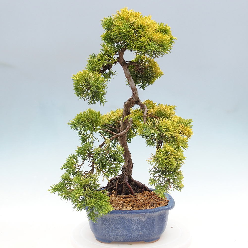 Venkovní bonsai - Juniperus chinensis plumosa aurea - Jalovec čínský zlatý