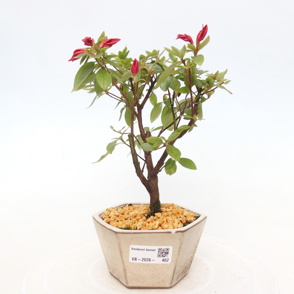 Venkovní bonsai - Japonská azalka - Azalea sp.