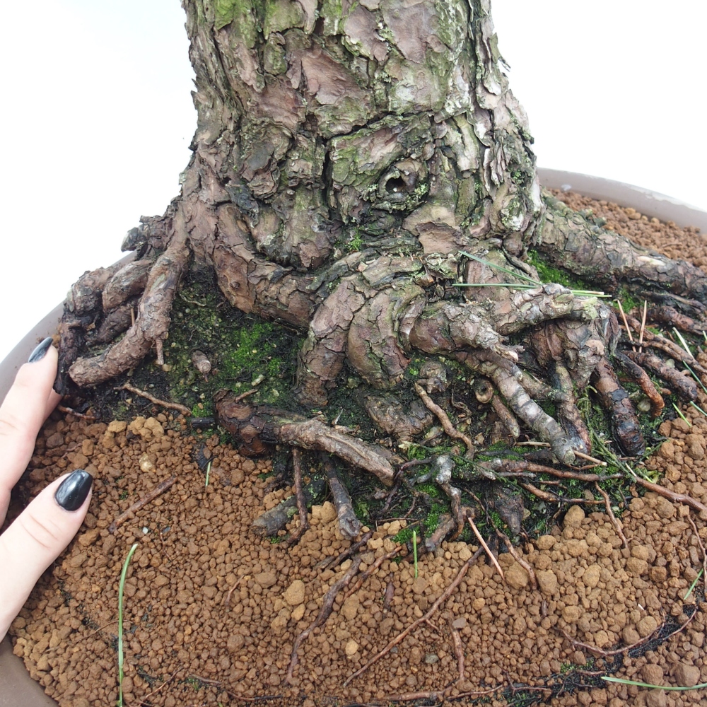 Venkovní bonsai - Pinus thunbergii - Borovice thunbergova