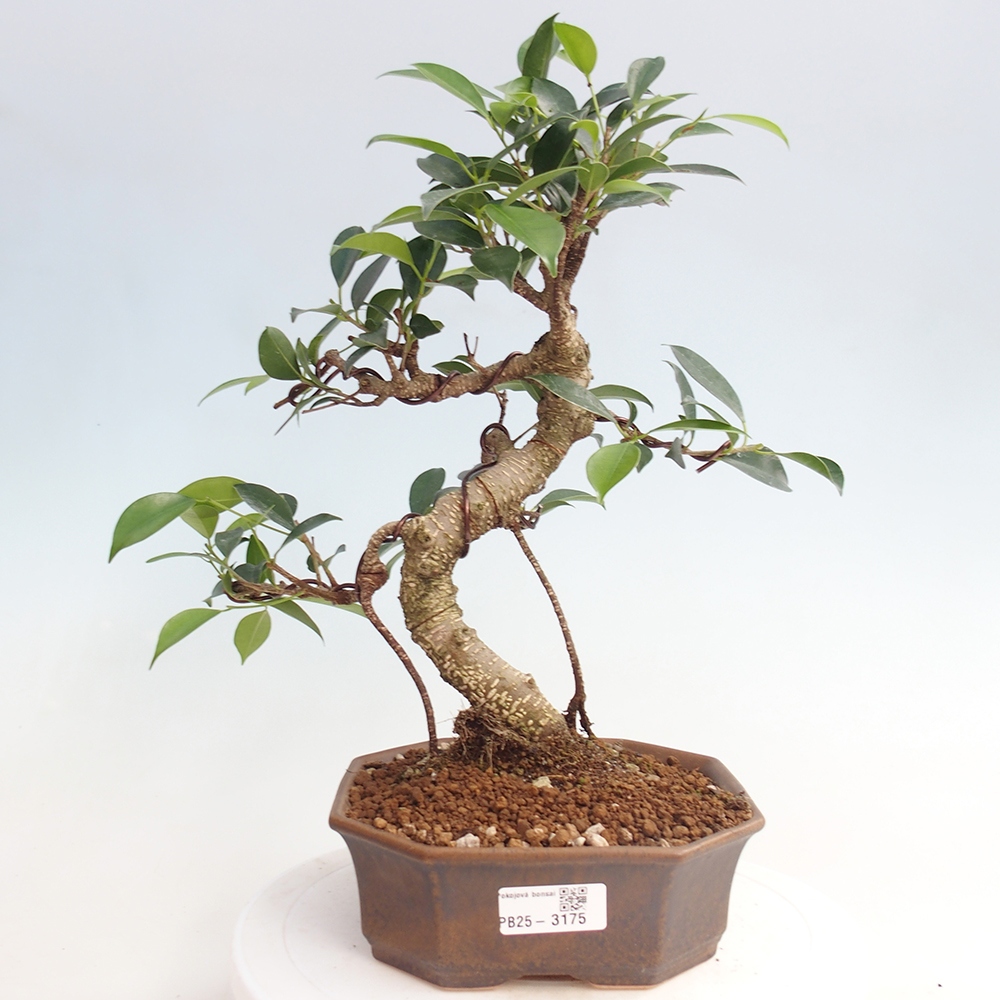 Pokojová bonsai - Ficus retusa -  malolistý fíkus