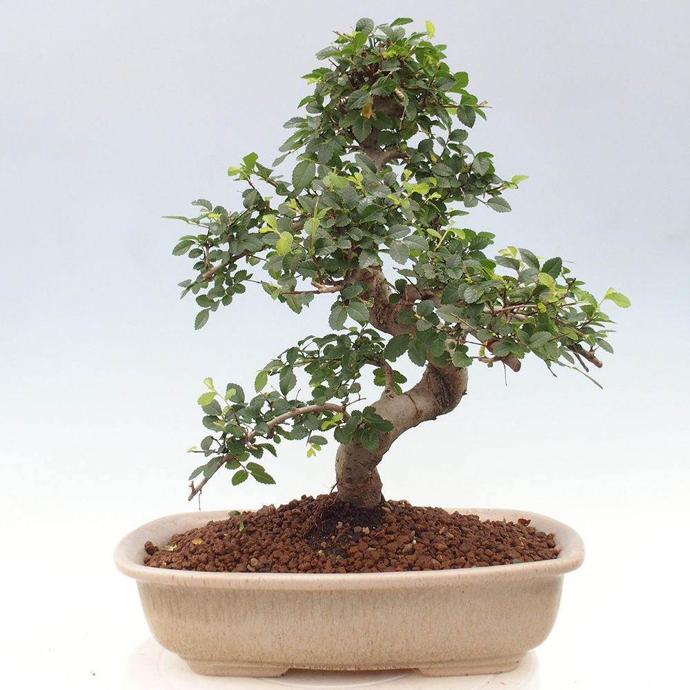 Pokojová bonsai - Ulmus parvifolia - Malolistý jilm