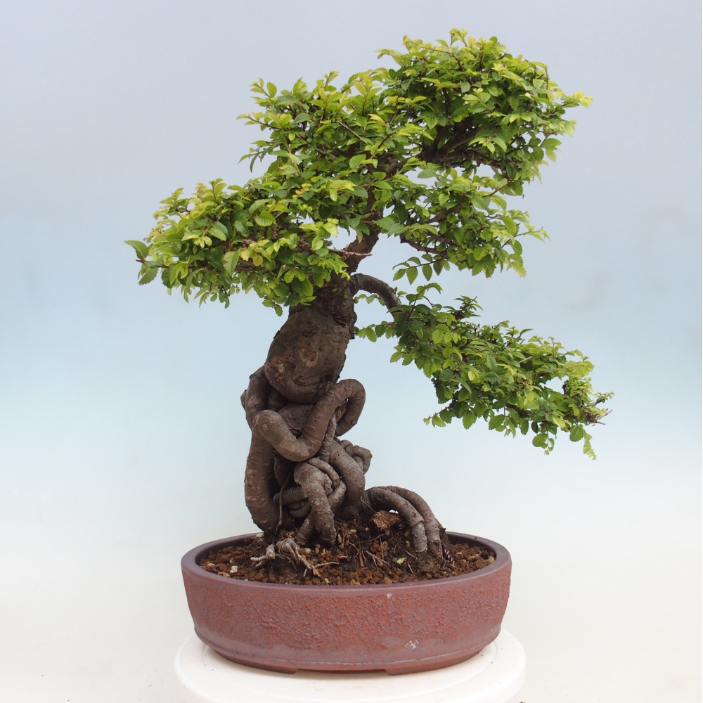 Venkovní bonsai - Ulmus parvifolia Hokkaido - jilm Čínský