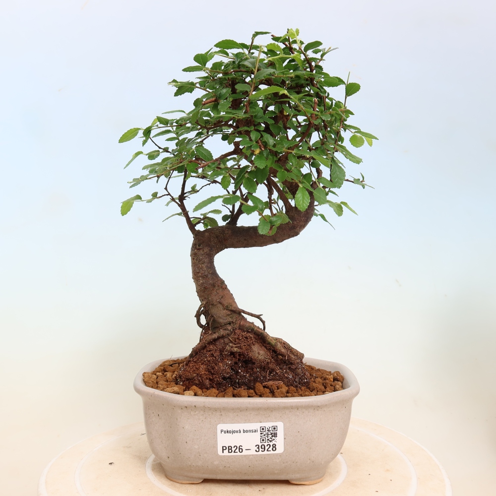 Pokojová bonsai - Ulmus parvifolia - Malolistý jilm