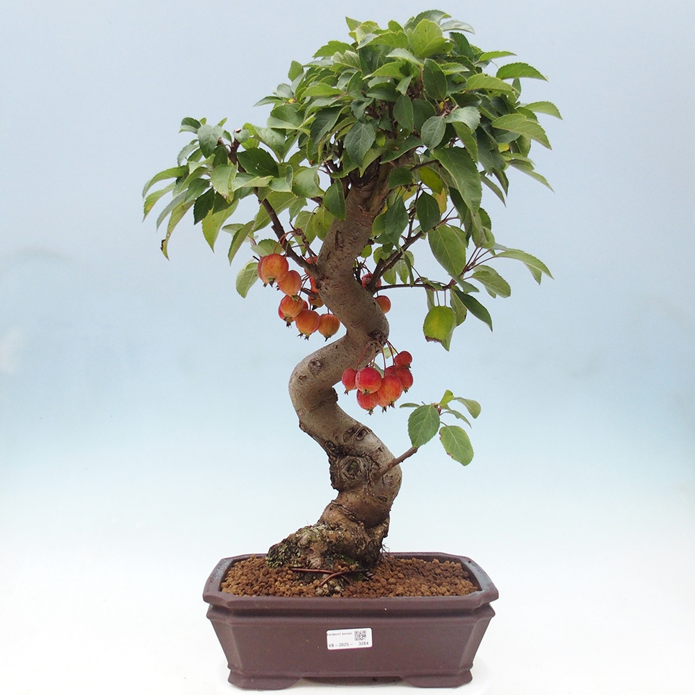 Venkovní bonsai -Malus halliana - Maloplodá jabloň