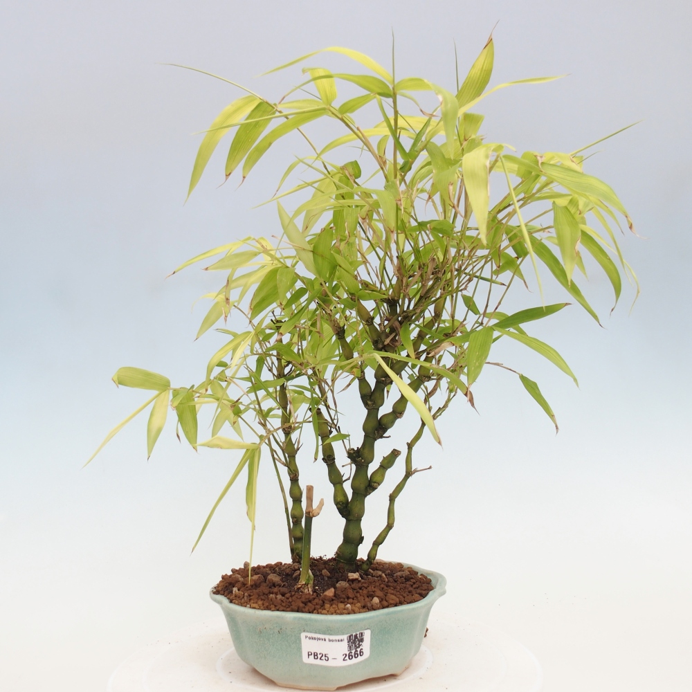 Pokojová bonsai - Bambus budha-Bambus budhovo břicho