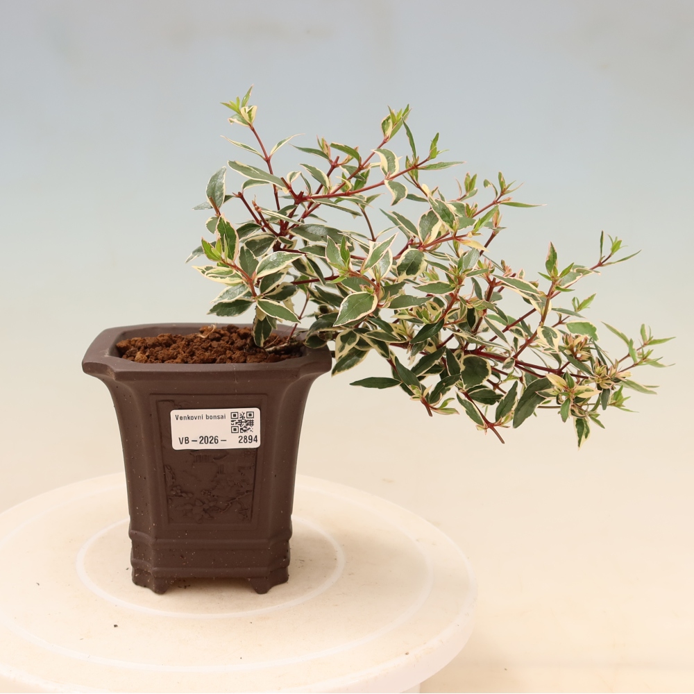 Venkovní bonsai - Abelia gr. Confetti - Abélie velkokvětá