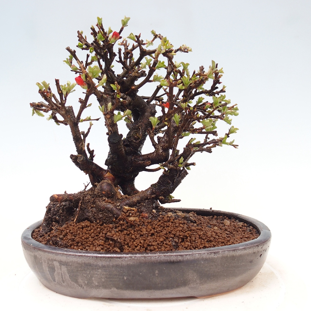 Venkovní  bonsai -  Chaneomeles speciosa - Kdoulovec ozdobný