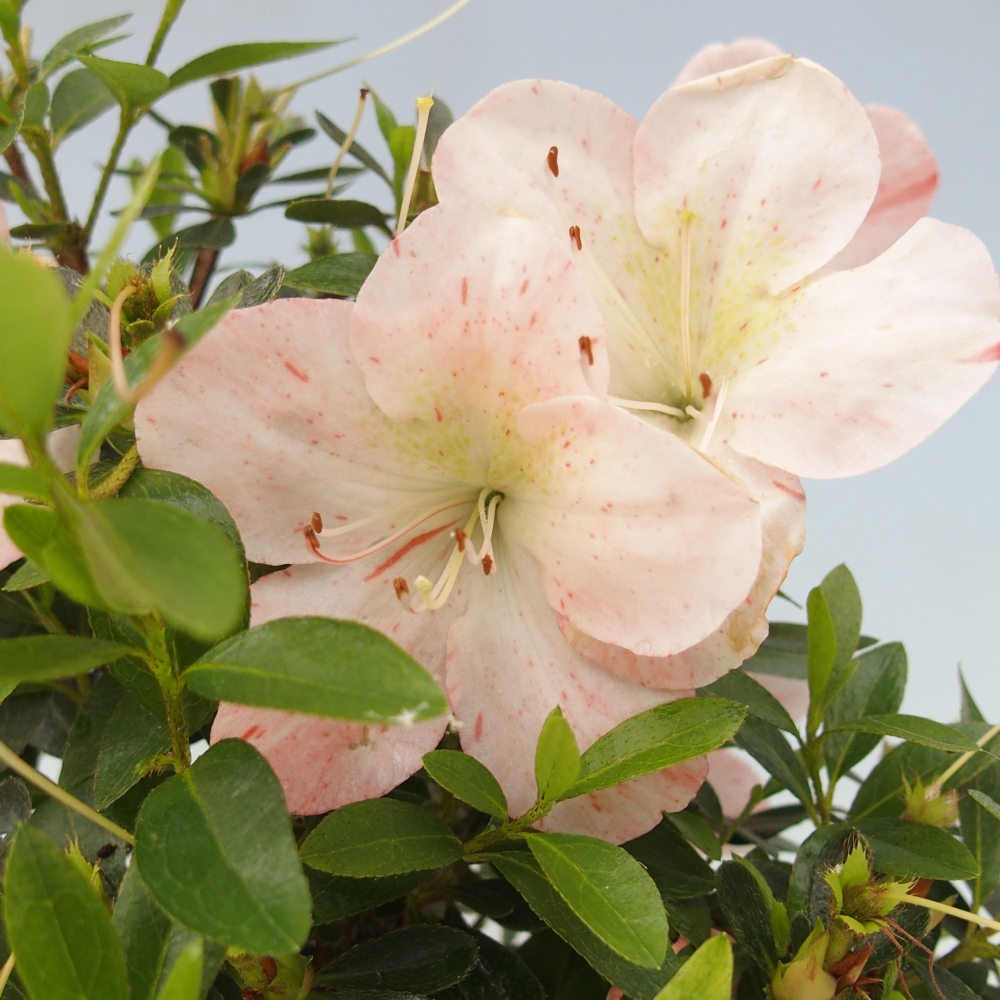 Venkovní bonsai - Japonská azalka - Azalea Asazakura