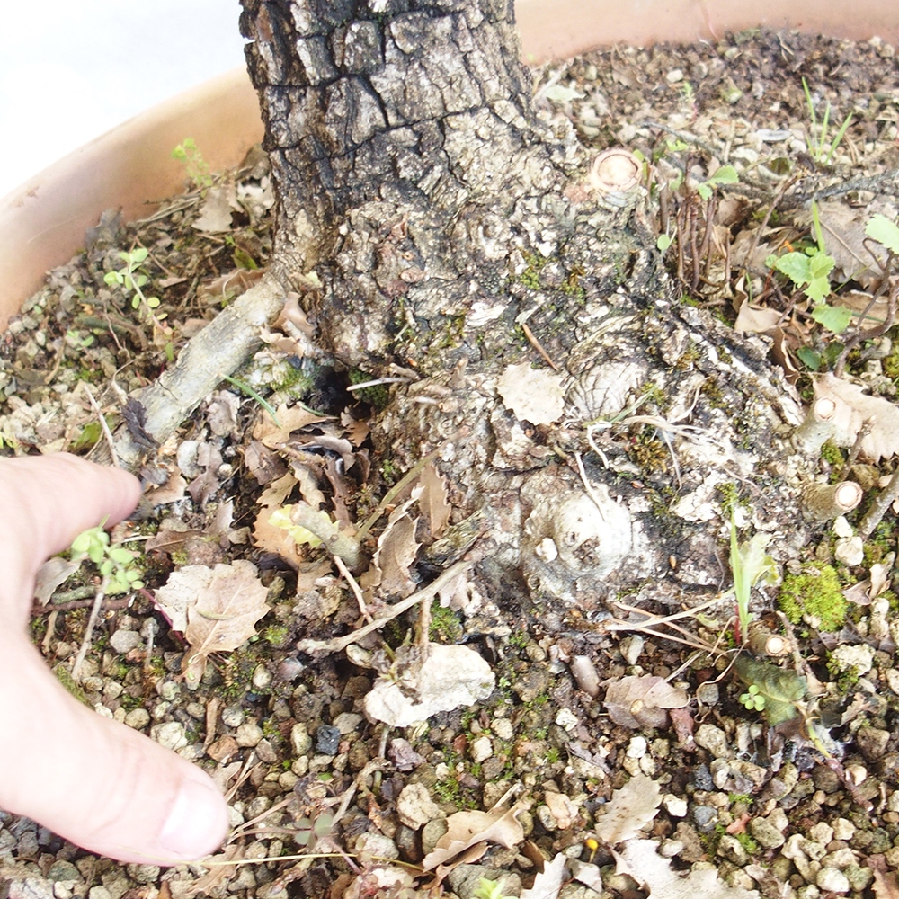 Venkovní bonsai Quercus Cerris - Dub Cer