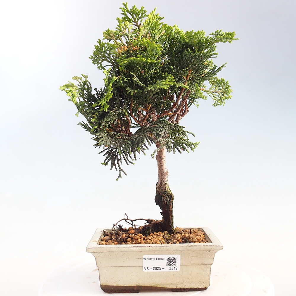 Venkovní bonsai - Cham.pis obtusa Nana Gracilis - Cypřišek