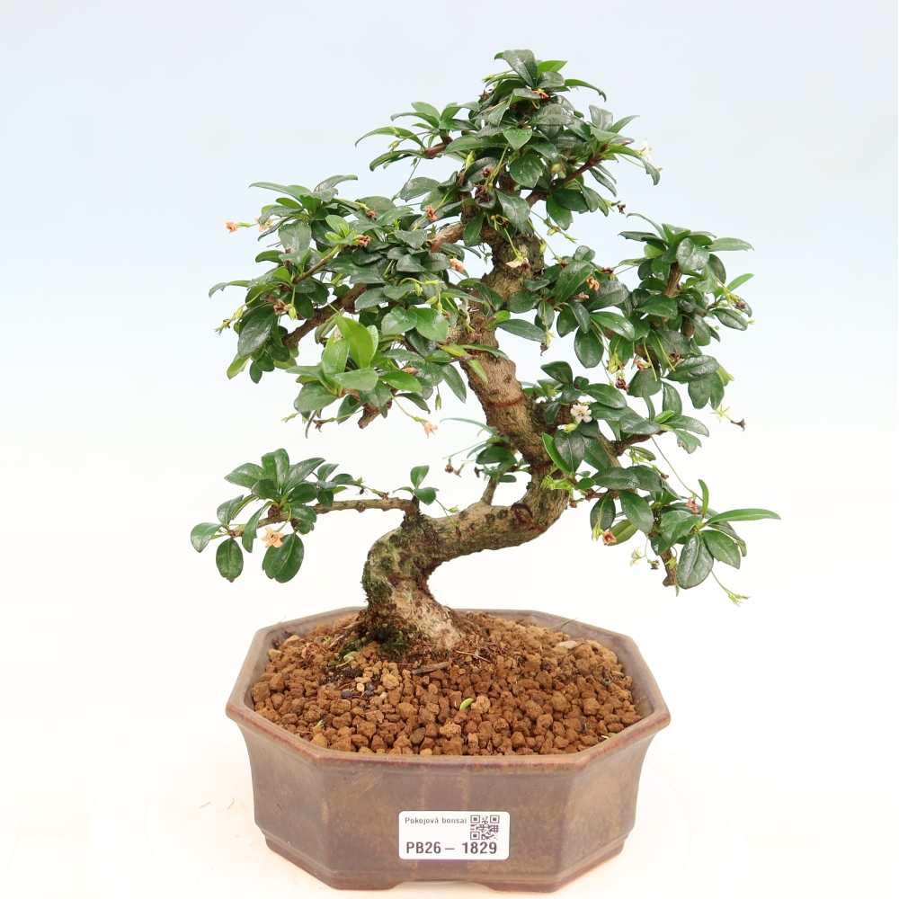 Pokojová bonsai - Carmona macrophylla - Čaj fuki