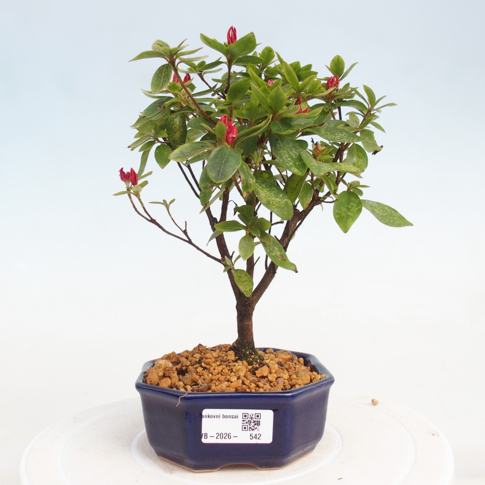 Venkovní bonsai - Japonská azalka - Azalea sp.
