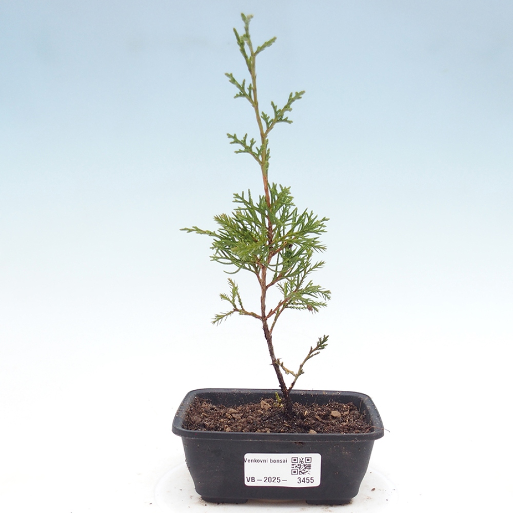 Venkovní bonsai - Juniperus chinensis Itoigawa -Jalovec čínský