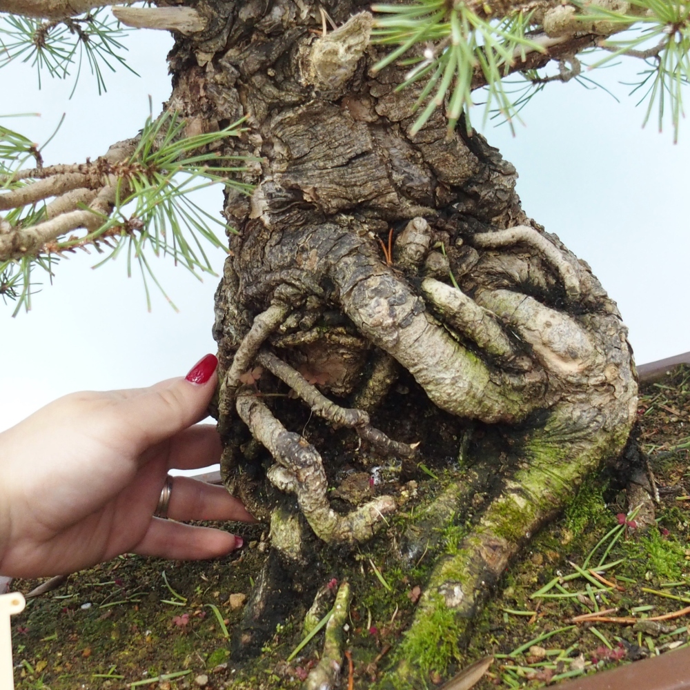 Venkovní bonsai - Pinus sylvestris - Borovice lesní