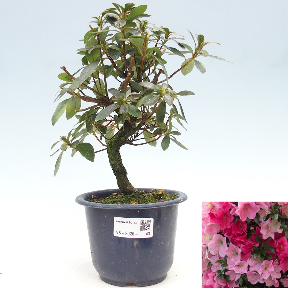 Venkovní bonsai - Japonská azalka - Azalea Saien