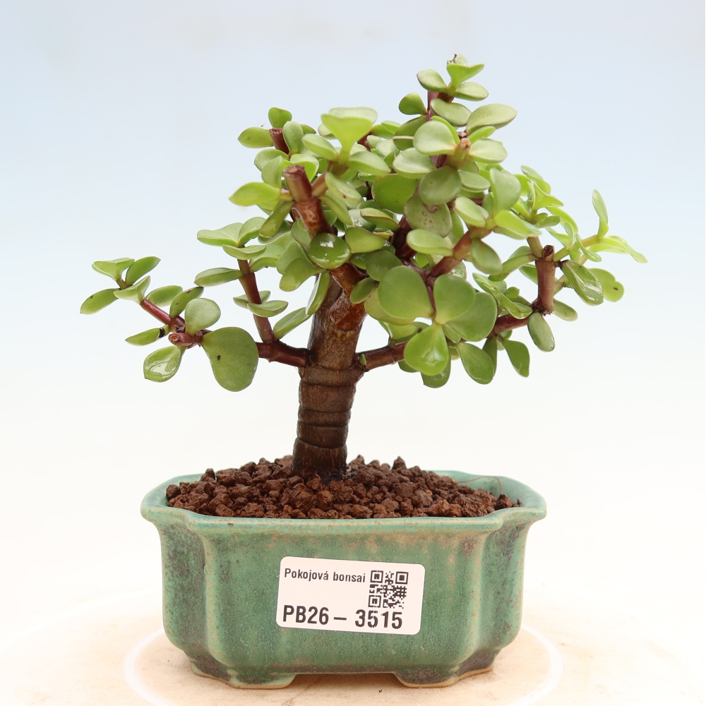 Pokojová bonsai - Portulakaria Afra - Tlustice